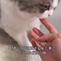 飼い主の指から顔を離す猫