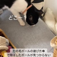 ソファの上でボールを探しているハチワレ猫「どこー？」