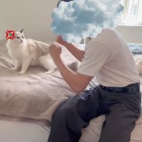 人の前に立つ猫