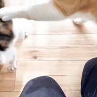 タッチするむぎくん