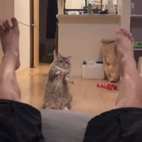 何度も驚く猫