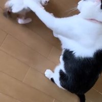 パンチする先住猫