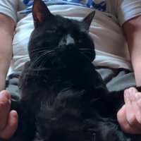 気持ちよさそうな猫