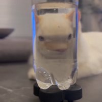 ペットボトル越しに目が離れて見える猫（正面）