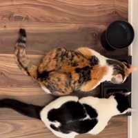 あずきちゃんとえのきちゃん