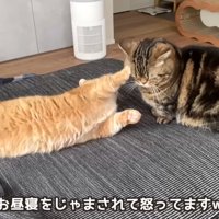 猫パンチする猫