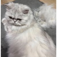 室内にいる猫