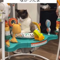 赤ちゃんのおもちゃで遊ぶ猫