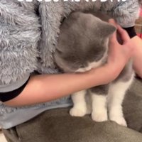 飼い主の膝の上の猫