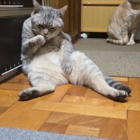 キッチンにいた猫たち