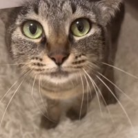 見つめる猫