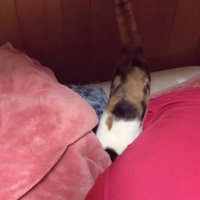 布団に入る猫