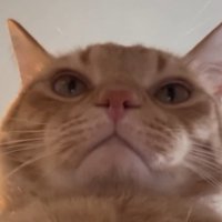 下から写した猫