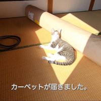 テロップ「カーペットが届きました」