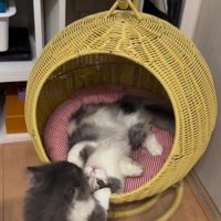 猫用ハウスにいる猫