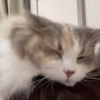 うっとりとした顔の猫