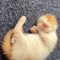 寝ている子猫