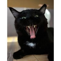 あくびしている猫