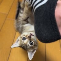 人の足に掴まってぶら下がっている子猫
