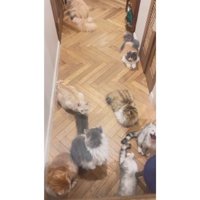 集まる猫たち