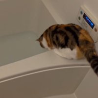 浴槽の縁に座っている猫