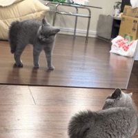 首を曲げる子猫