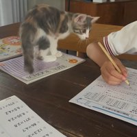 宿題をする子供を見る子猫