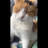 ミケを愛でる主
