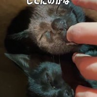 指をしゃぶる2匹の猫
