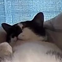 猫の寝顔