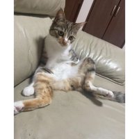 室内にいる猫