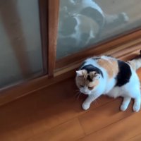 廊下にゴロン