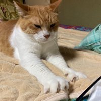 タオルを前足で揉む茶トラ猫