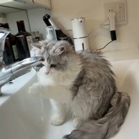 水を触るしろがね丸くん