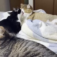顔を毛づくろい