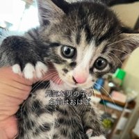 手で持たれる子猫