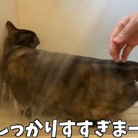 お風呂場で洗われる猫（しっかりすすぎまーす）