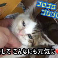 あごをなでられる子猫
