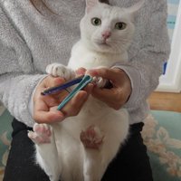 カメラ目線で爪切り中の猫