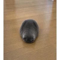 室内にいる猫