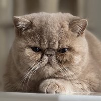 左手を前において真剣な表情の子猫のアップ