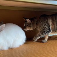 うさぎのにおいを嗅ぐ猫