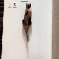 飛び上がる三毛猫2