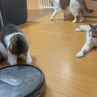 掃除ロボを攻撃する猫3