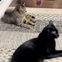 のんびりする猫