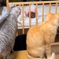 赤ちゃんを見る2匹の猫2