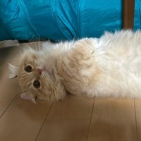 寝転がる猫