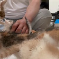 離乳食に群がる子猫たち2