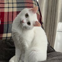 首をかしげる猫（アップ）
