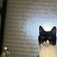 室内にいる猫